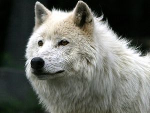Preview wallpaper wolf, white, fur, predator