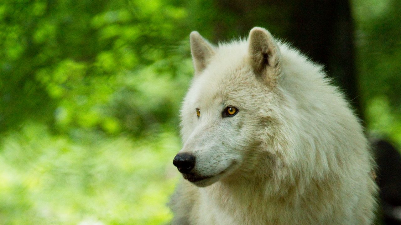 Wallpaper wolf, white, predator, glance, wildlife