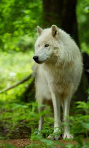 Preview wallpaper wolf, white, predator, glance, wildlife
