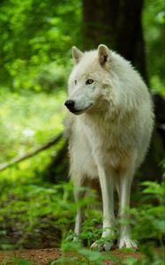 Preview wallpaper wolf, white, predator, glance, wildlife