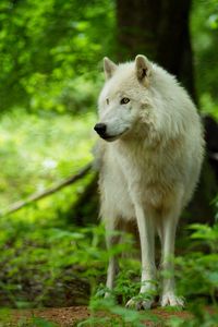 Preview wallpaper wolf, white, predator, glance, wildlife