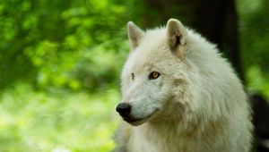 Preview wallpaper wolf, white, predator, glance, wildlife