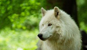 Preview wallpaper wolf, white, predator, glance, wildlife