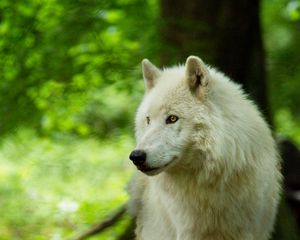 Preview wallpaper wolf, white, predator, glance, wildlife