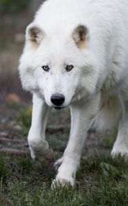 Preview wallpaper wolf, white, predator