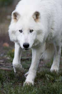 Preview wallpaper wolf, white, predator