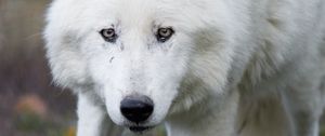 Preview wallpaper wolf, white, predator