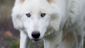 Preview wallpaper wolf, white, predator