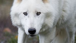 Preview wallpaper wolf, white, predator