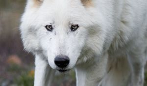 Preview wallpaper wolf, white, predator