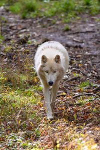 Preview wallpaper wolf, white, predator, grass