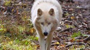 Preview wallpaper wolf, white, predator, grass