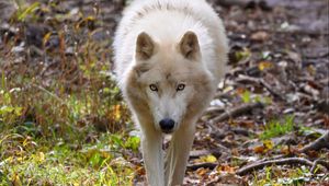 Preview wallpaper wolf, white, predator, grass