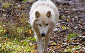 Preview wallpaper wolf, white, predator, grass