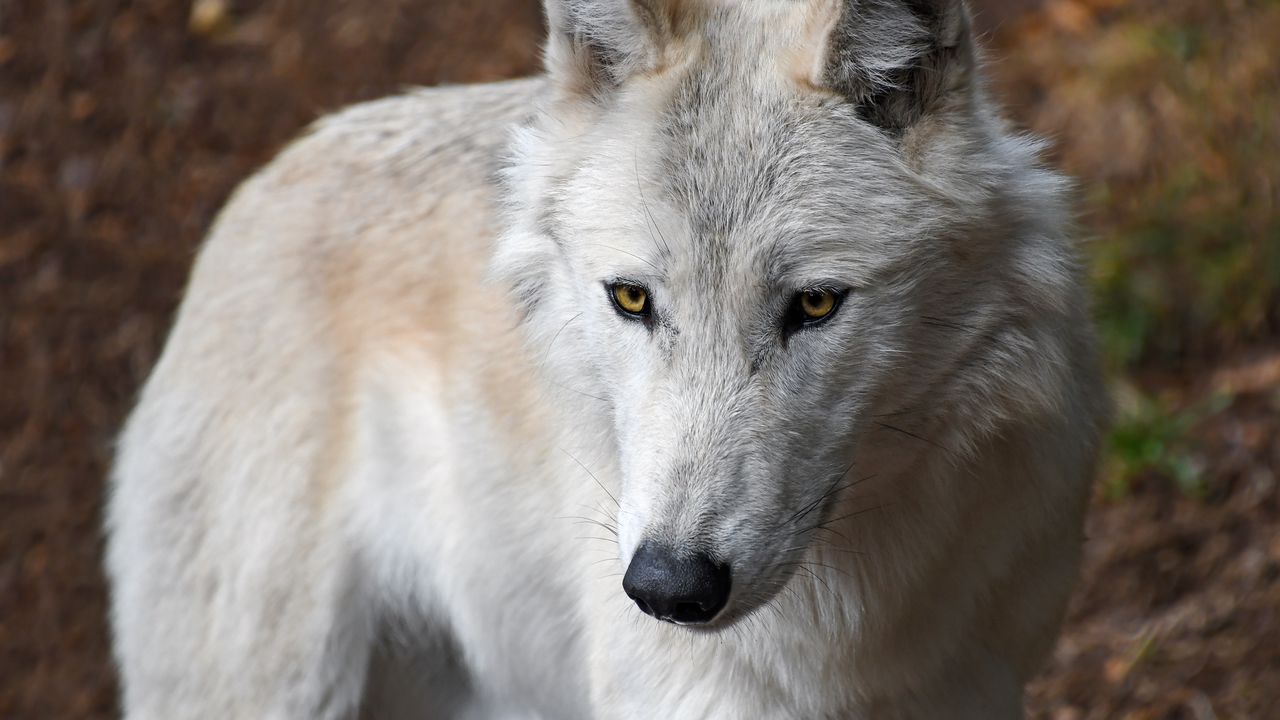 Wallpaper wolf, white, wild, predator, muzzle, yellow-eyed