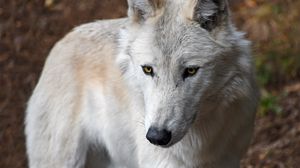 Preview wallpaper wolf, white, wild, predator, muzzle, yellow-eyed