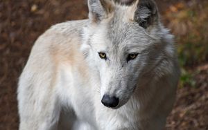 Preview wallpaper wolf, white, wild, predator, muzzle, yellow-eyed