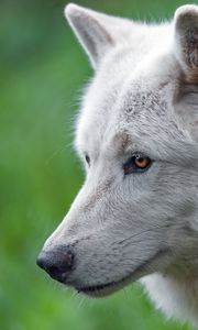 Preview wallpaper wolf, white wolf, predator, animal, wild