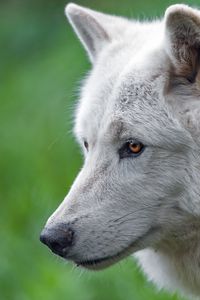 Preview wallpaper wolf, white wolf, predator, animal, wild