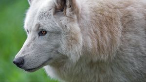 Preview wallpaper wolf, white wolf, predator, animal, wild