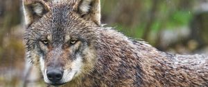 Preview wallpaper wolf, wild, animal, predator