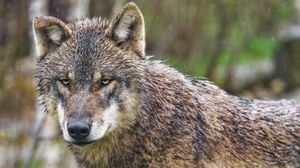 Preview wallpaper wolf, wild, animal, predator