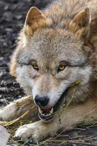 Preview wallpaper wolf, wild, predator, animal