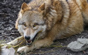Preview wallpaper wolf, wild, predator, animal
