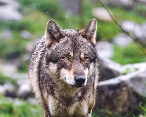Preview wallpaper wolf, wild, predator, animal, blur