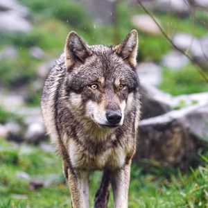 Preview wallpaper wolf, wild, predator, animal, blur