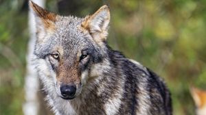 Preview wallpaper wolf, wildlife, predator, animal, blur, grass