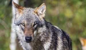 Preview wallpaper wolf, wildlife, predator, animal, blur, grass
