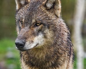 Preview wallpaper wolf, wildlife, predator, animal
