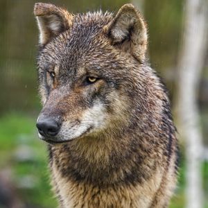Preview wallpaper wolf, wildlife, predator, animal