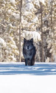 Preview wallpaper wolf, winter, forest, snow, shadow, predator, wildlife