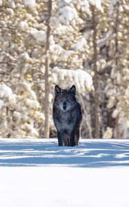Preview wallpaper wolf, winter, forest, snow, shadow, predator, wildlife