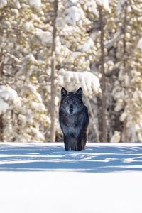 Preview wallpaper wolf, winter, forest, snow, shadow, predator, wildlife