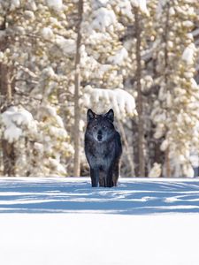 Preview wallpaper wolf, winter, forest, snow, shadow, predator, wildlife