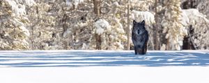 Preview wallpaper wolf, winter, forest, snow, shadow, predator, wildlife