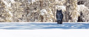 Preview wallpaper wolf, winter, forest, snow, shadow, predator, wildlife