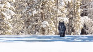 Preview wallpaper wolf, winter, forest, snow, shadow, predator, wildlife