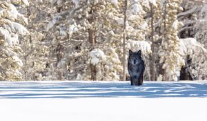 Preview wallpaper wolf, winter, forest, snow, shadow, predator, wildlife