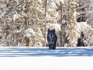 Preview wallpaper wolf, winter, forest, snow, shadow, predator, wildlife