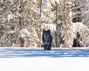 Preview wallpaper wolf, winter, forest, snow, shadow, predator, wildlife