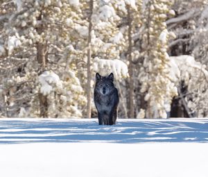 Preview wallpaper wolf, winter, forest, snow, shadow, predator, wildlife