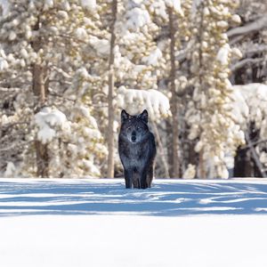 Preview wallpaper wolf, winter, forest, snow, shadow, predator, wildlife