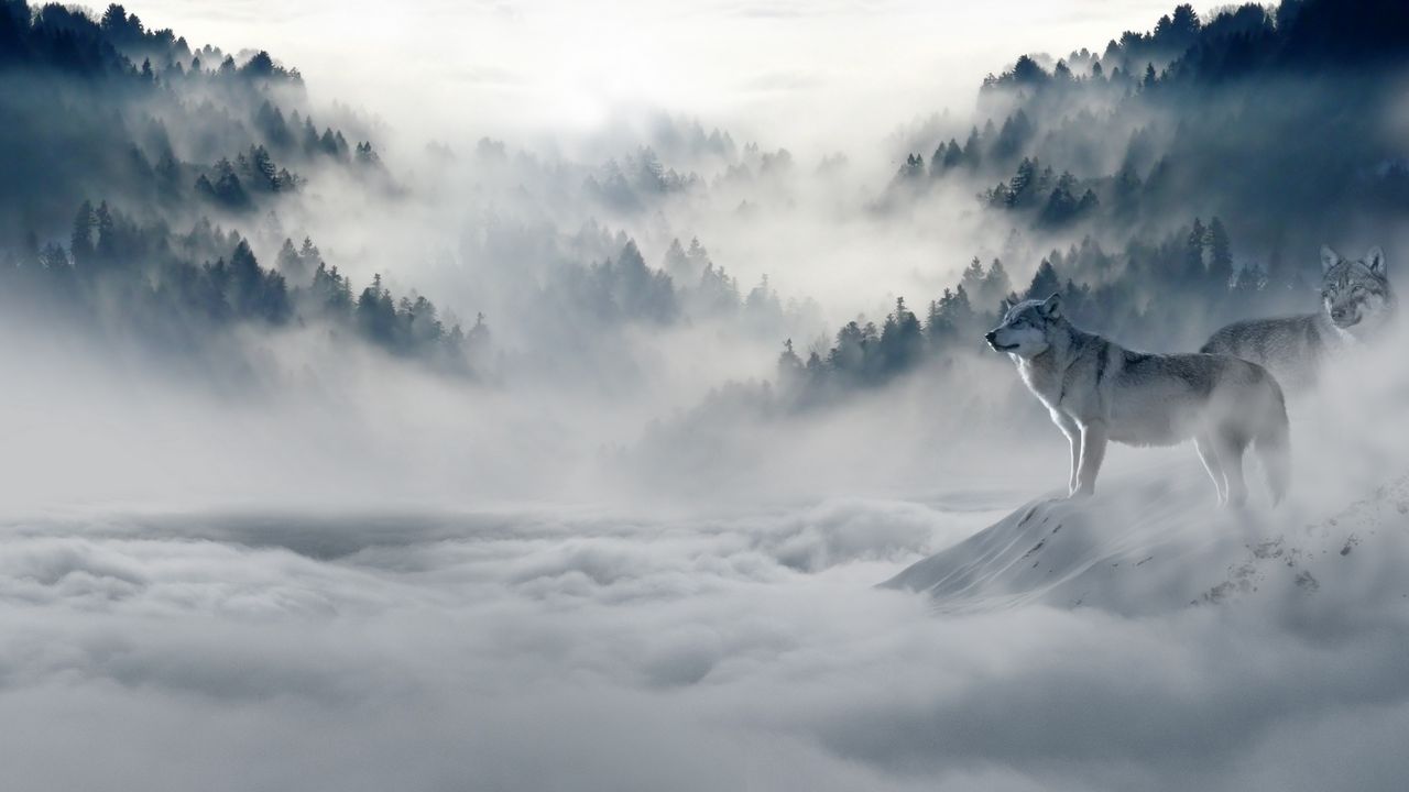 Wallpaper wolf, wolves, predators, fog, snow, mountains