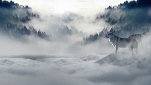 Preview wallpaper wolf, wolves, predators, fog, snow, mountains