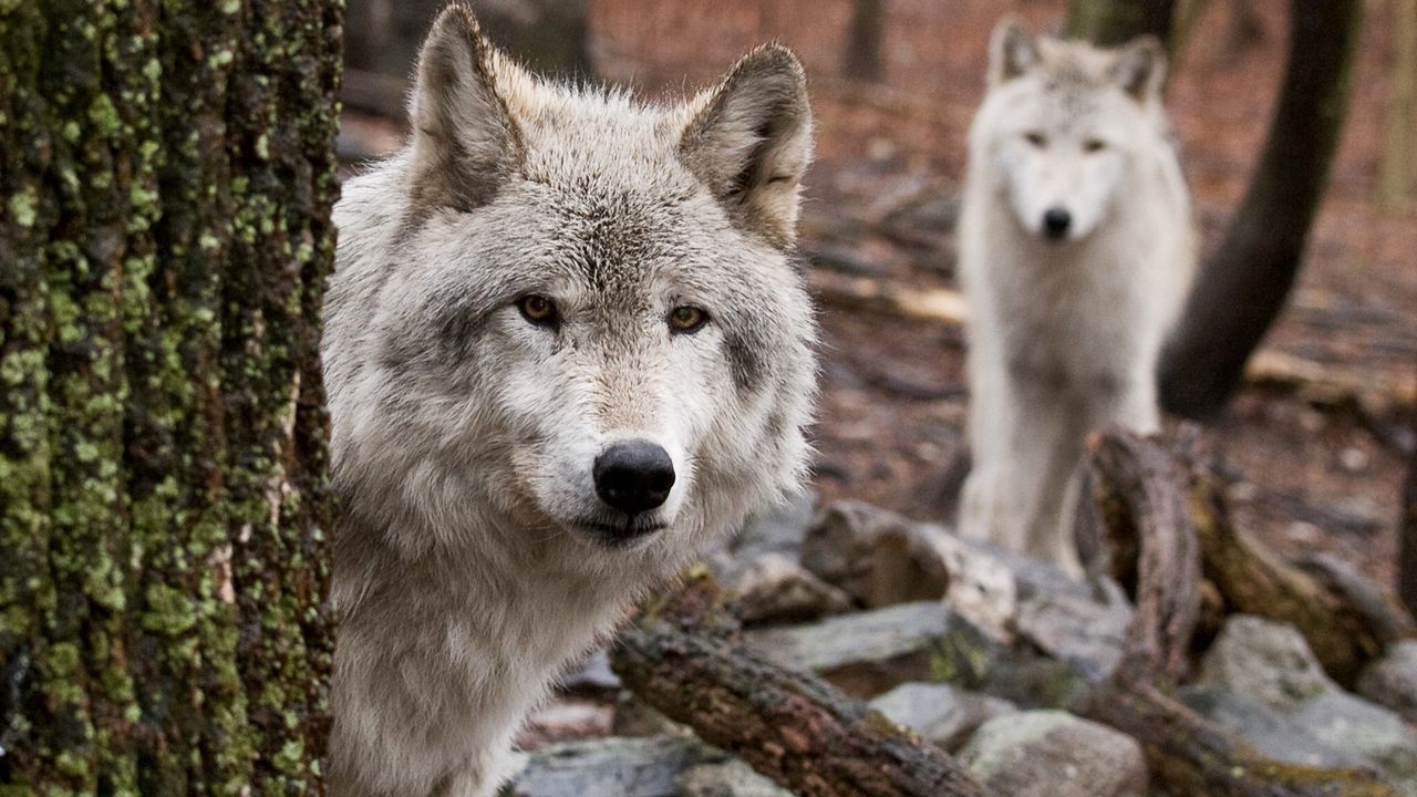 Wallpaper wolf, wood, peep, hiding, hunting, predator
