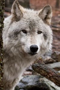 Preview wallpaper wolf, wood, peep, hiding, hunting, predator